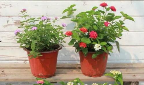 昆明渣男爆料事件视频最新,揭秘一段不堪入目的感情纠葛 第1张 昆明渣男爆料事件视频最新,揭秘一段不堪入目的感情纠葛 第1张